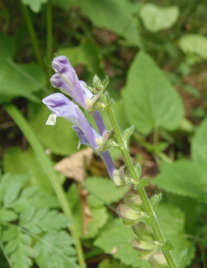 Изображение особи Scutellaria altissima.