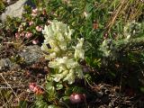 Oxytropis evenorum. Цветущее и бутонирующее растение среди цветущей Vaccinium vitis-idaea. Магаданская обл., Ольский р-н, Ольское побережье, распадок руч. Наледный, на сопке. 01.07.2016.