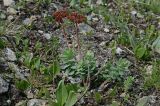 Rhodiola rosea