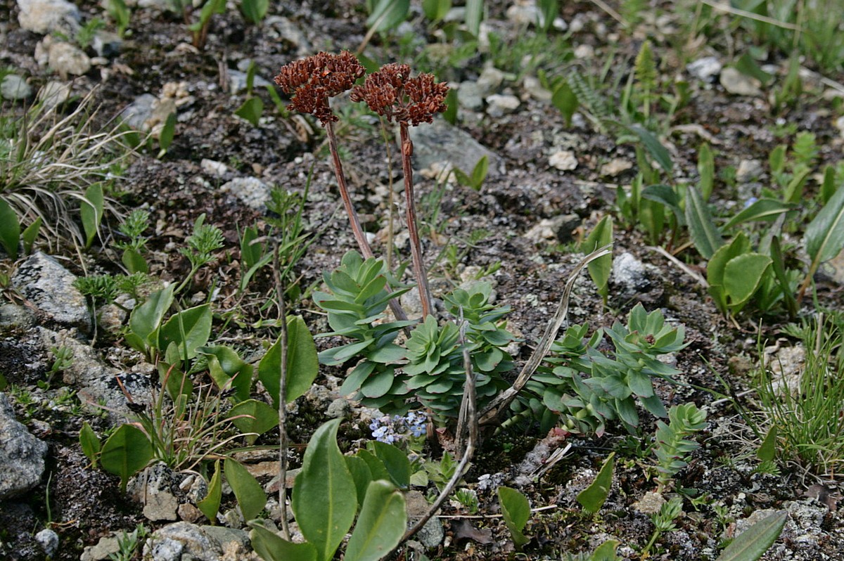 Image of Rhodiola rosea specimen.
