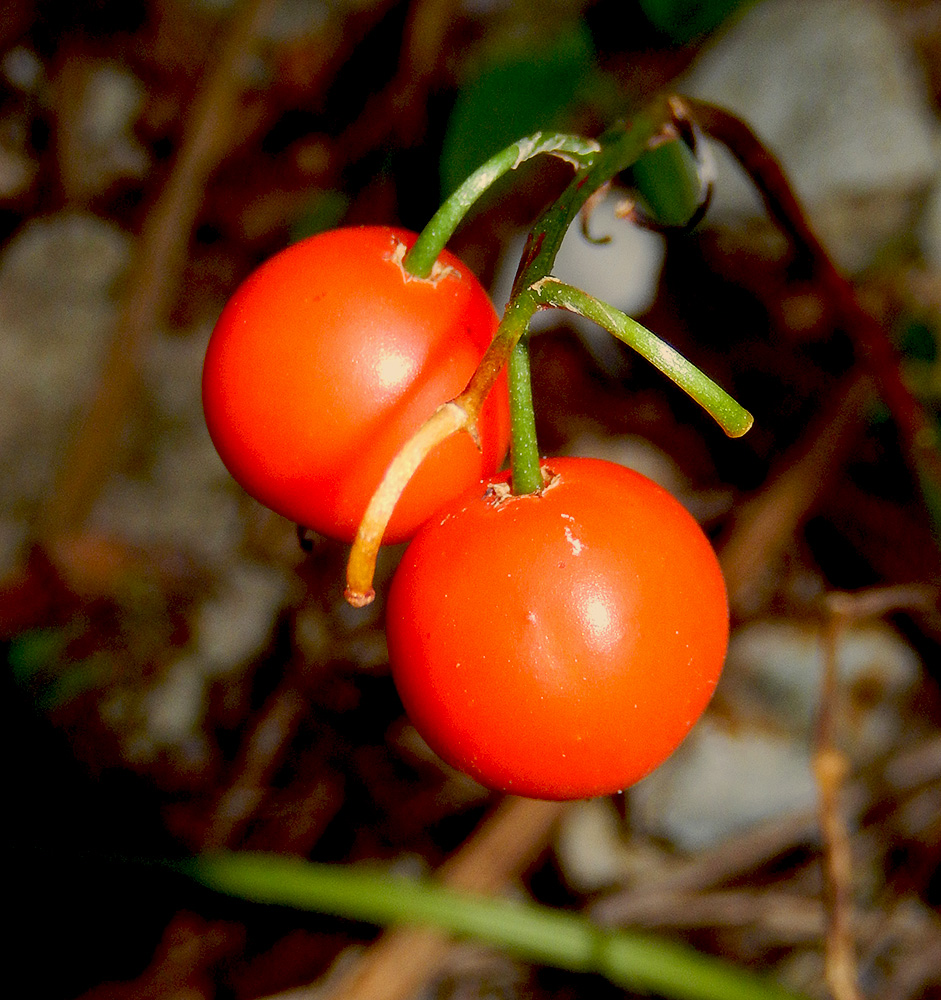 Изображение особи Convallaria majalis.