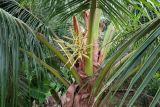 Cocos nucifera