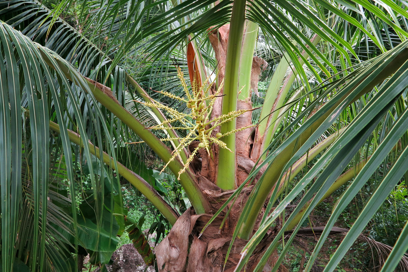 Изображение особи Cocos nucifera.