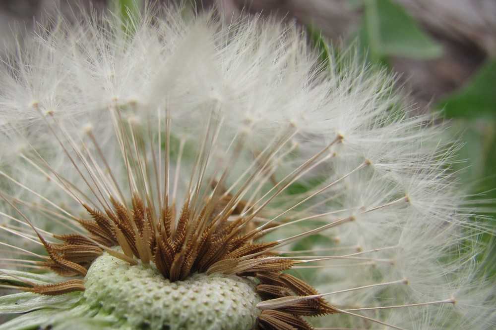 Изображение особи род Taraxacum.