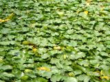 Nymphaea alba