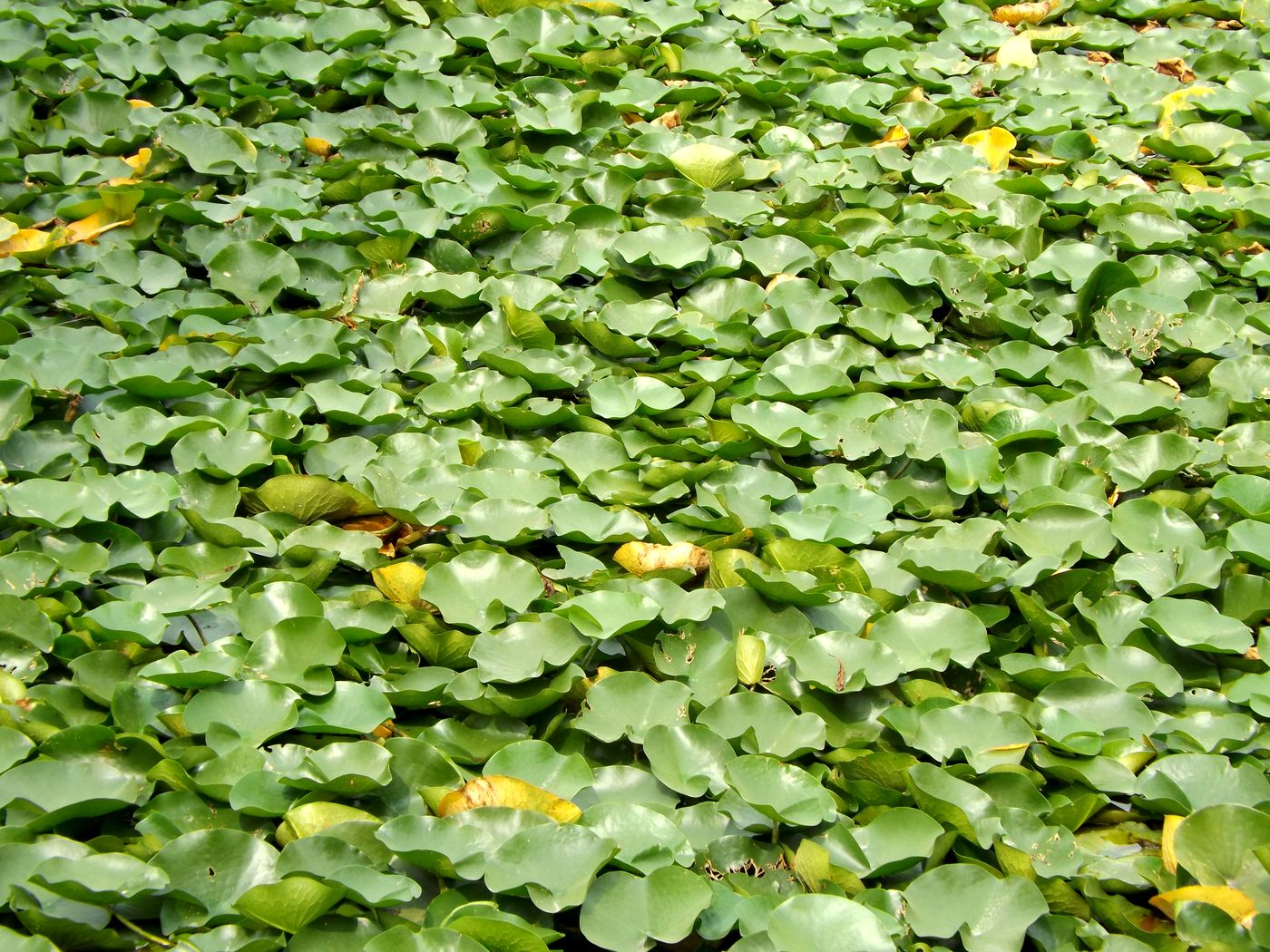 Image of Nymphaea alba specimen.