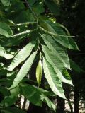 Castanea sativa. Верхушка цветущего побега. Украина, Сумская обл., г. Тростянец, ГП «Тростянецкое лесное хозяйство». 11.06.2015.