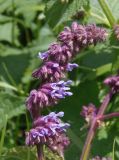 Salvia verticillata. Соцветие. Украина, Запорожская обл., Розовский р-н, склон возле восточного берега пруда на речке Каратыш. 08.06.2016.