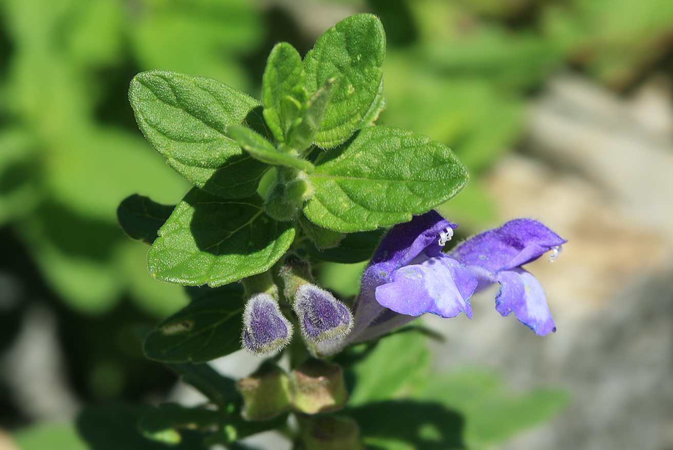 Image of Scutellaria strigillosa specimen.