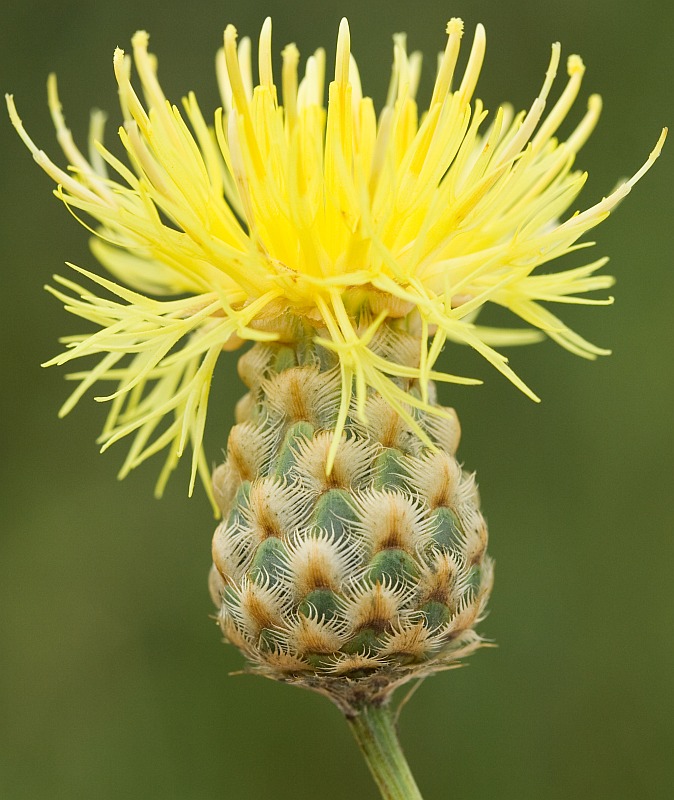 Image of Centaurea orientalis specimen.