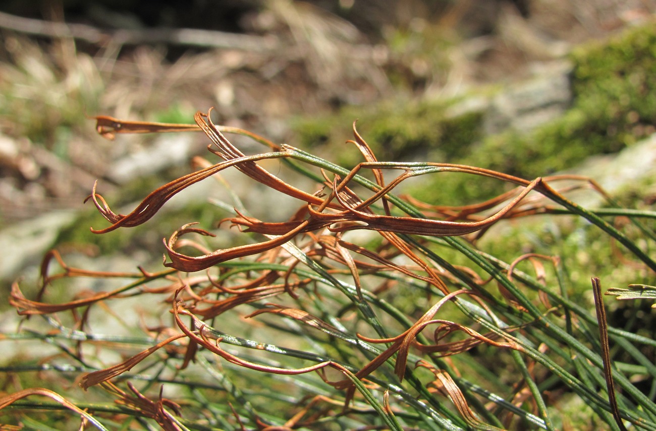 Image of Asplenium septentrionale specimen.