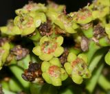 Euphorbia ingens. Циации с завязавшимися плодами. Израиль, Шарон, г. Тель-Авив, ботанический сад \"Сад кактусов\". 16.11.2015.