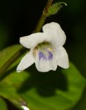 Image of taxon representative. Author is Татьяна Мальчинская