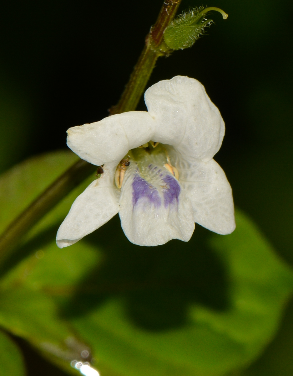 Image of Asystasia gangetica specimen.