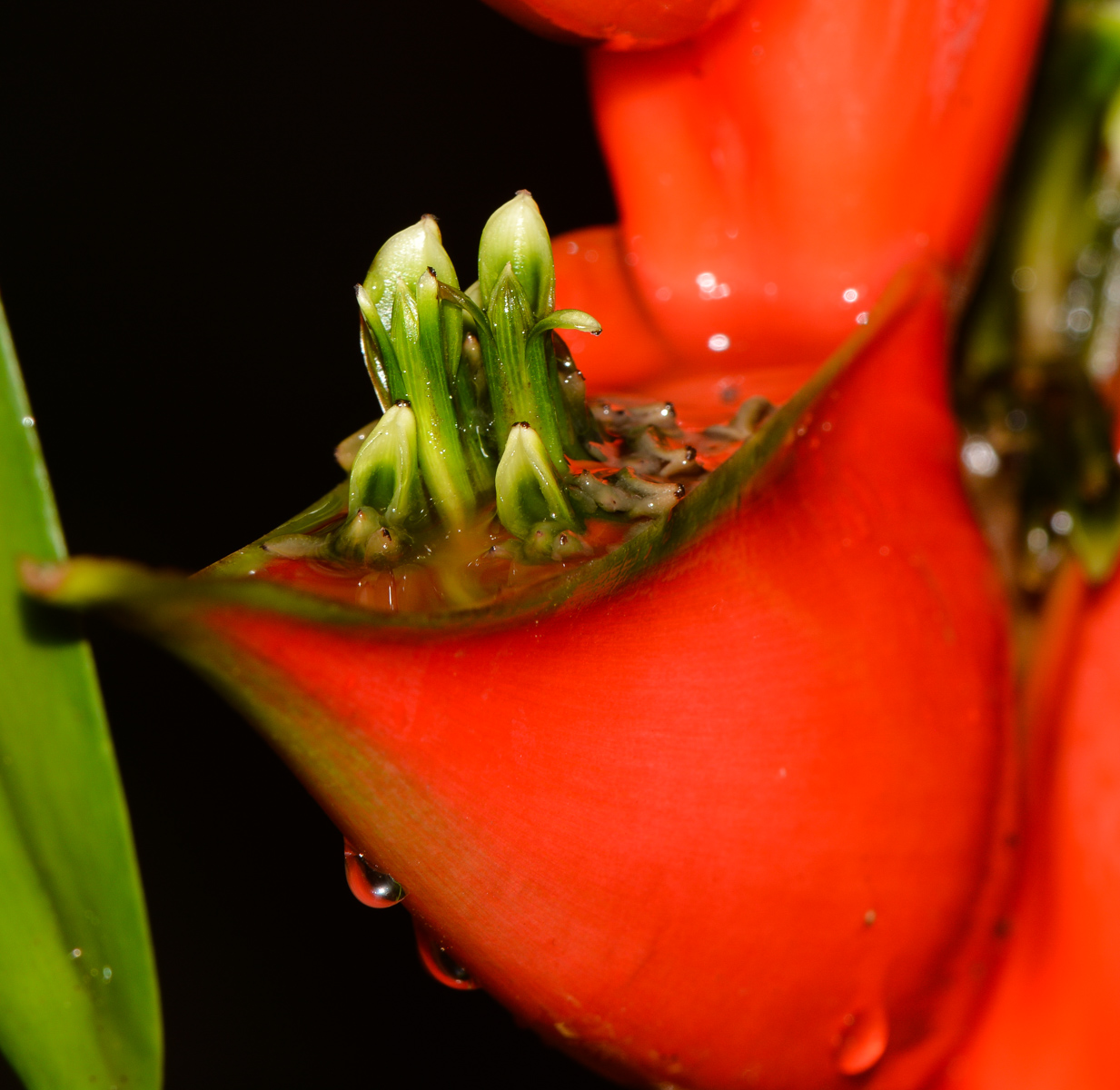 Изображение особи Heliconia stricta.