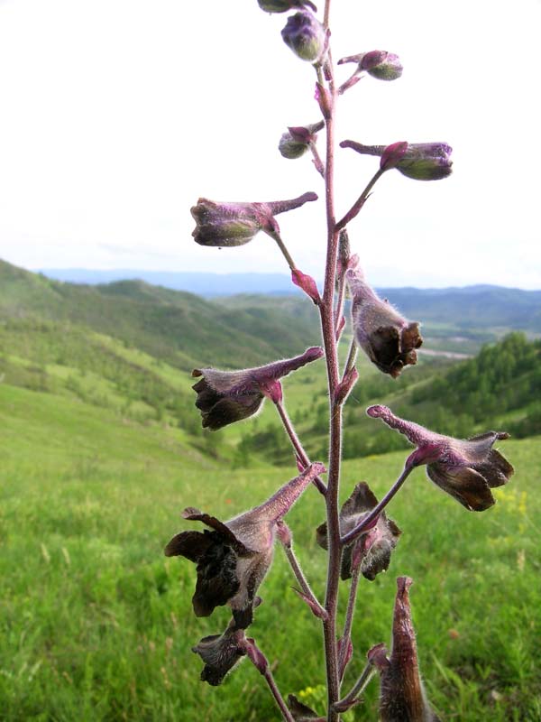 Image of Delphinium triste specimen.