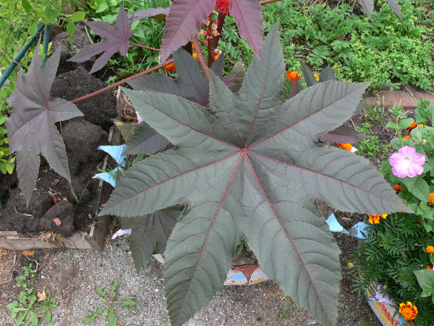 Image of Ricinus communis specimen.