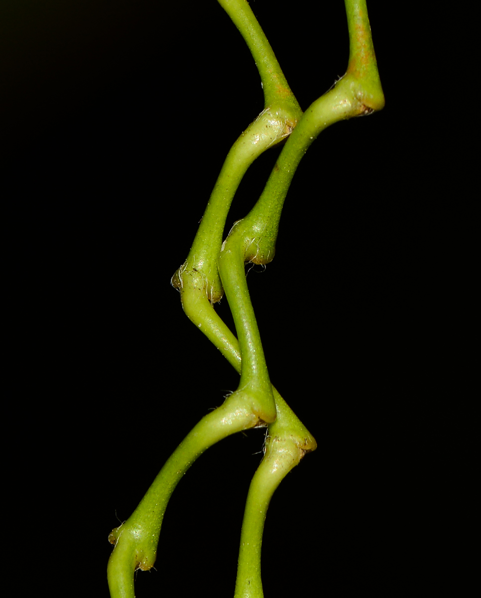 Изображение особи Thalia geniculata.