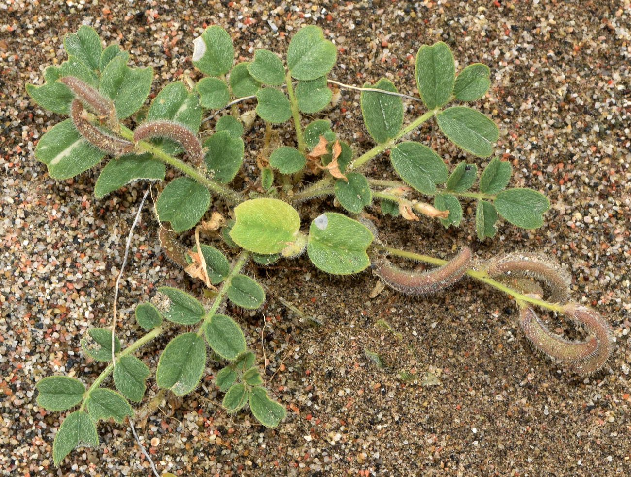 Image of Astragalus arpilobus specimen.