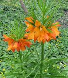 Fritillaria eduardii