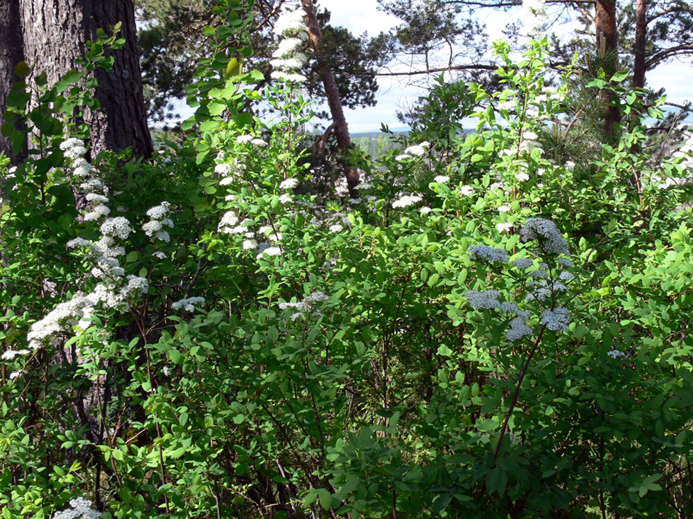 Image of Spiraea media specimen.