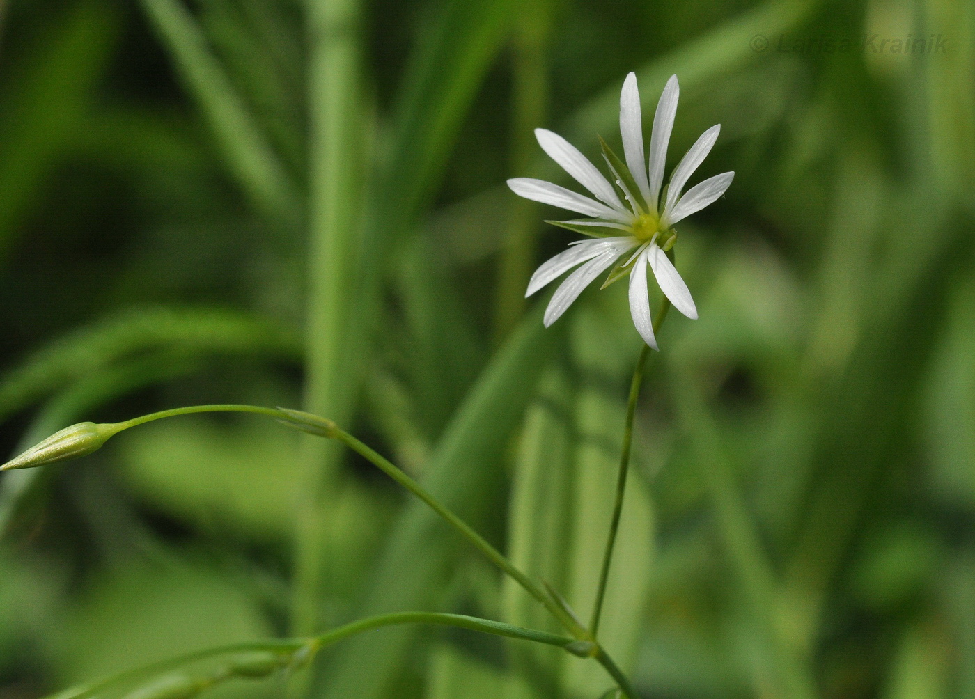 Image of Stellaria discolor specimen.