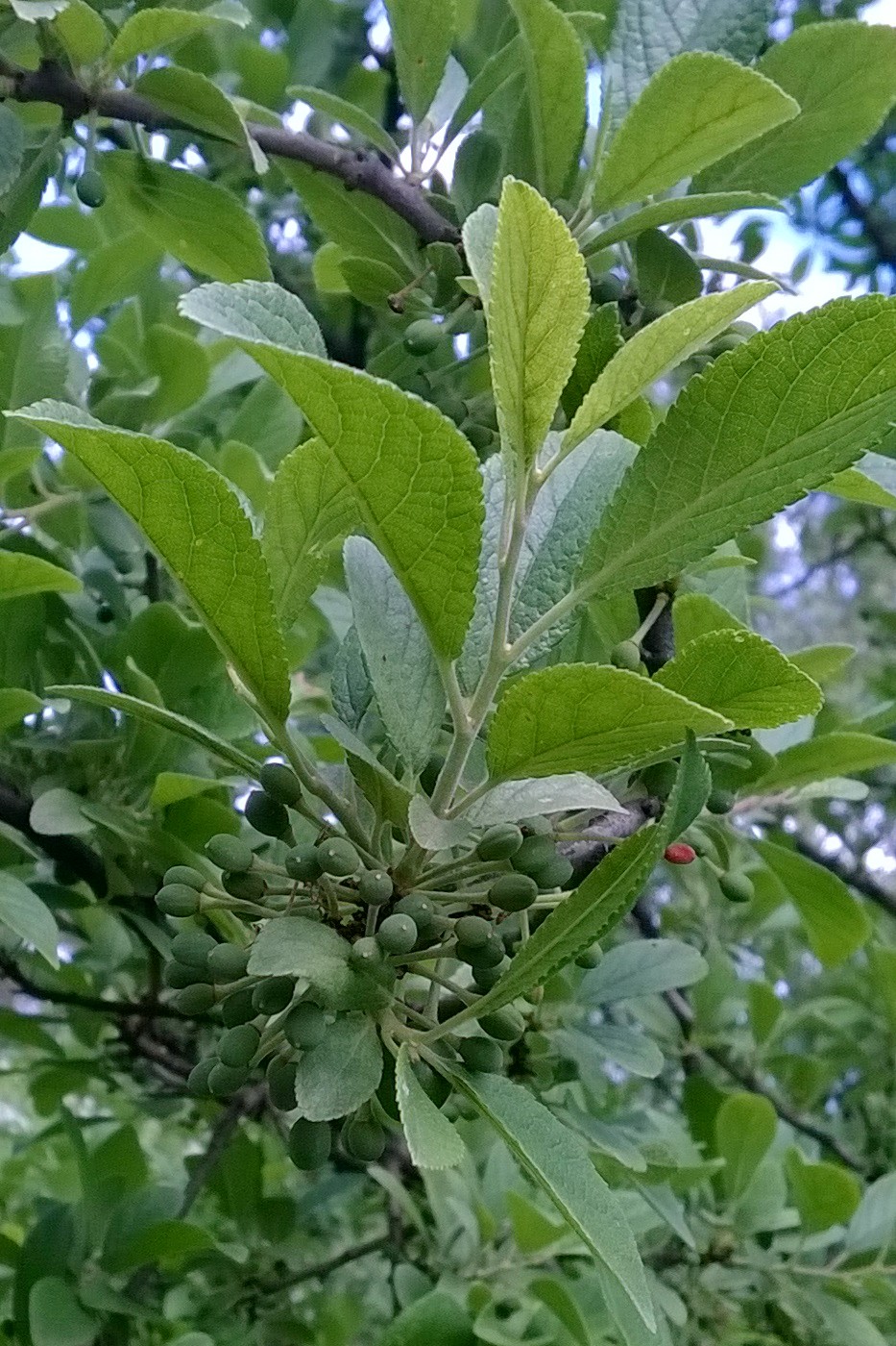 Image of Prunus spinosa specimen.