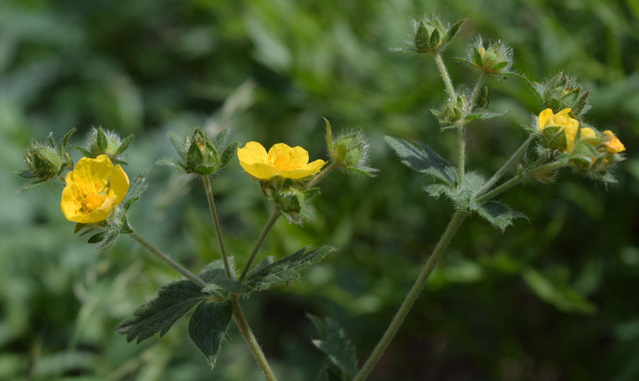 Изображение особи Potentilla asiatica.