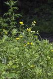 Crepis tectorum. Цветущее растение в сообществе. Саратов, Октябрьское ущелье, широколиственный смешанный лес, на обочине. 08.07.2017.