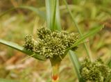 Scirpus microcarpus