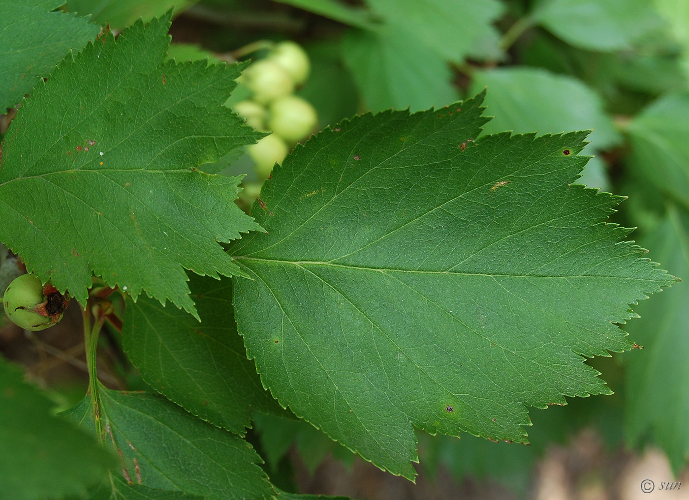 Изображение особи Crataegus submollis.