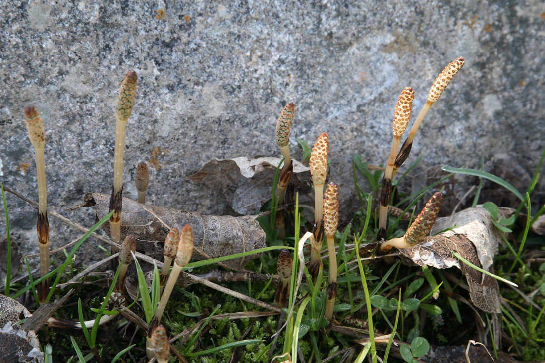 Изображение особи Equisetum arvense.