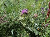 Cirsium pugnax. Верхняя часть цветущего растения. Карачаево-Черкесия, Тебердинский заповедник, хр. Домбай, г. Мусса-Ачитара, субальпийский луг. 27.07.2017.