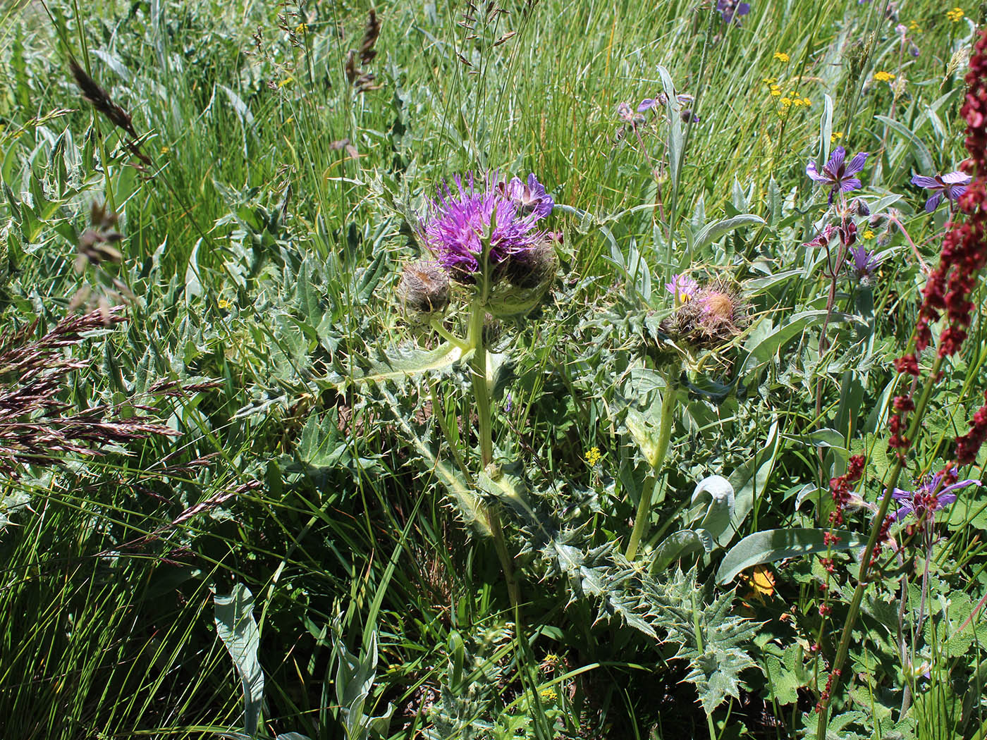 Изображение особи Cirsium pugnax.