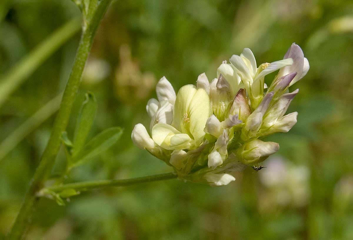 Image of Medicago &times; varia specimen.