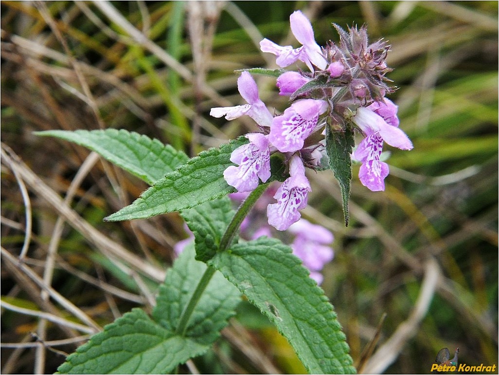 Изображение особи Stachys palustris.