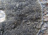 Sporastatia testudinea. Часть таллома. Кабардино-Балкария, Эльбрусский р-н, долина р. Юсеньги, ок. 2500 м н.у.м., выход скальных пород. 25.08.2017.