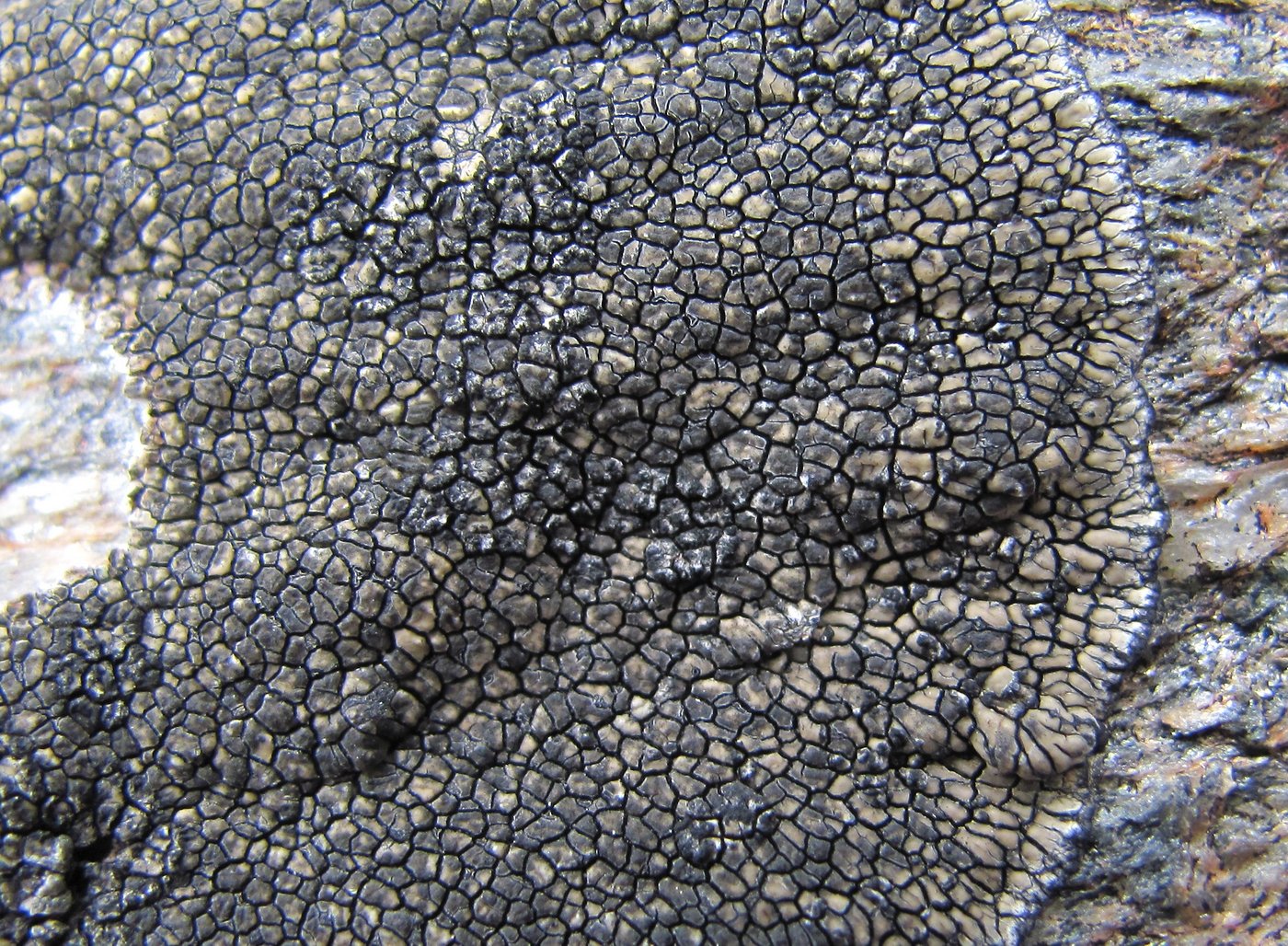 Image of Sporastatia testudinea specimen.