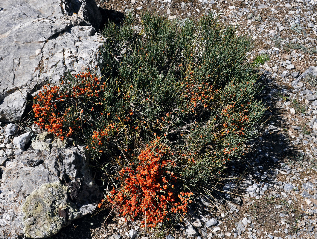 Image of Ephedra intermedia specimen.