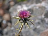 Cousinia carduncelloidea