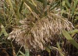 Phragmites australis. Соплодие. Украина, г. Запорожье, пос. Солнечный, балка, берег озерка. 06.10.2017.