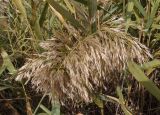 Phragmites australis