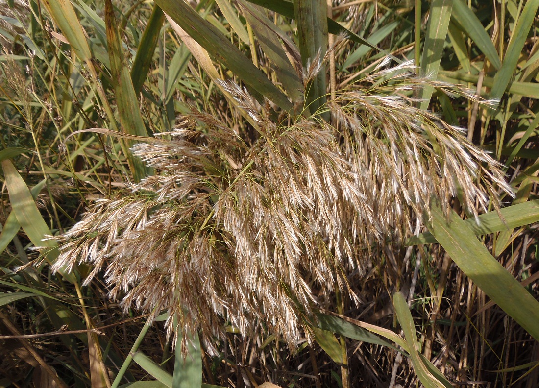 Изображение особи Phragmites australis.