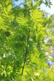 Sorbus domestica. Верхняя часть ветви. Южный берег Крыма, г. Алупка, пушистодубовый лес. 24 августа 2015 г.