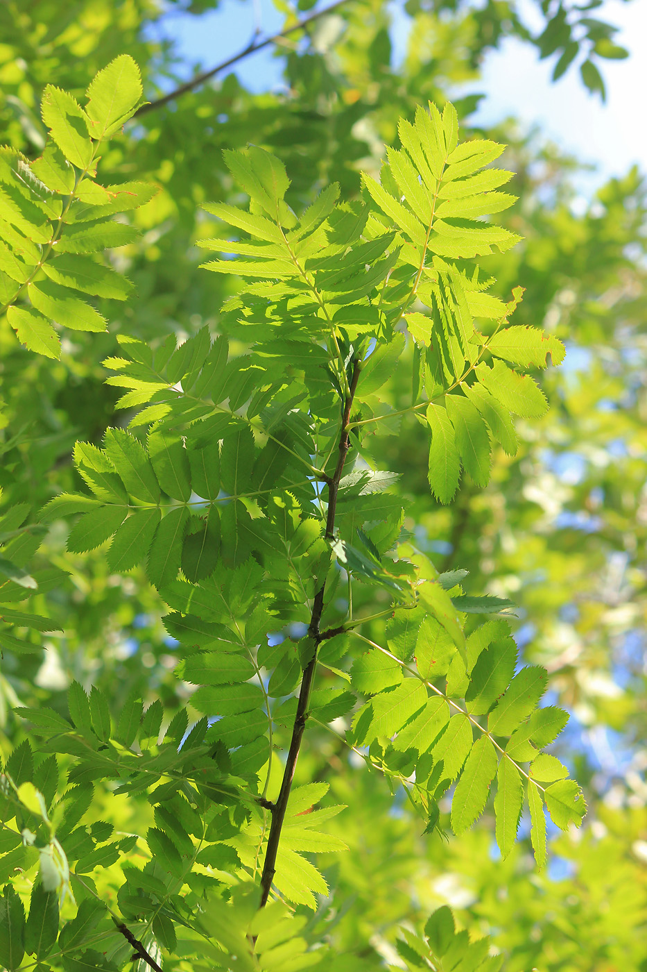Изображение особи Sorbus domestica.