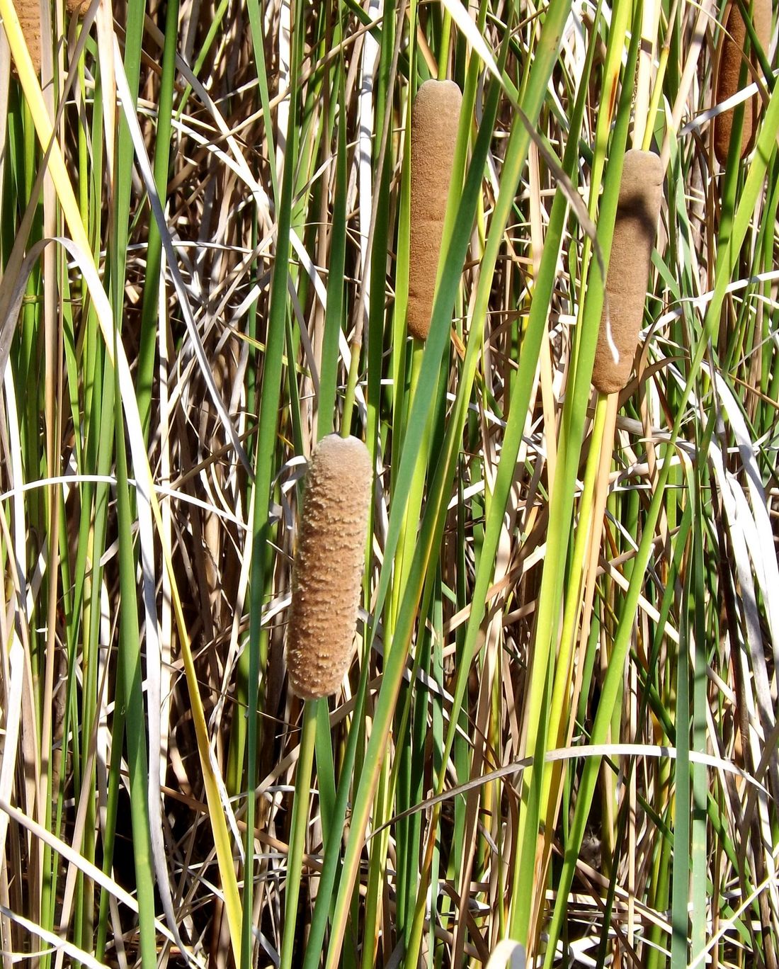 Изображение особи Typha orientalis.