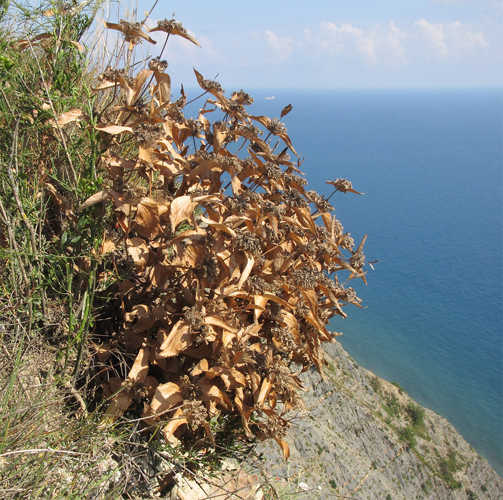 Image of Phlomis taurica specimen.