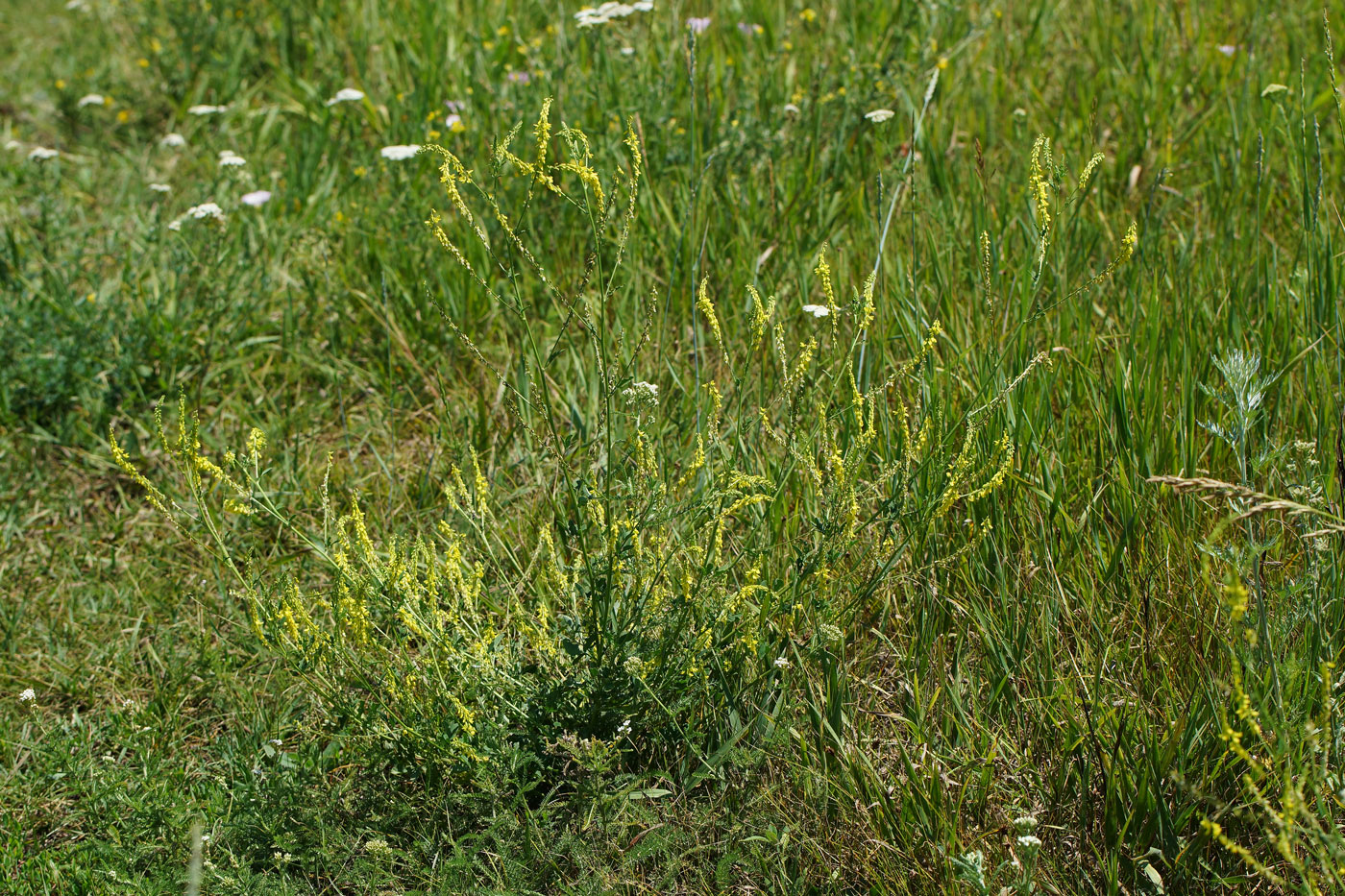 Изображение особи Melilotus officinalis.