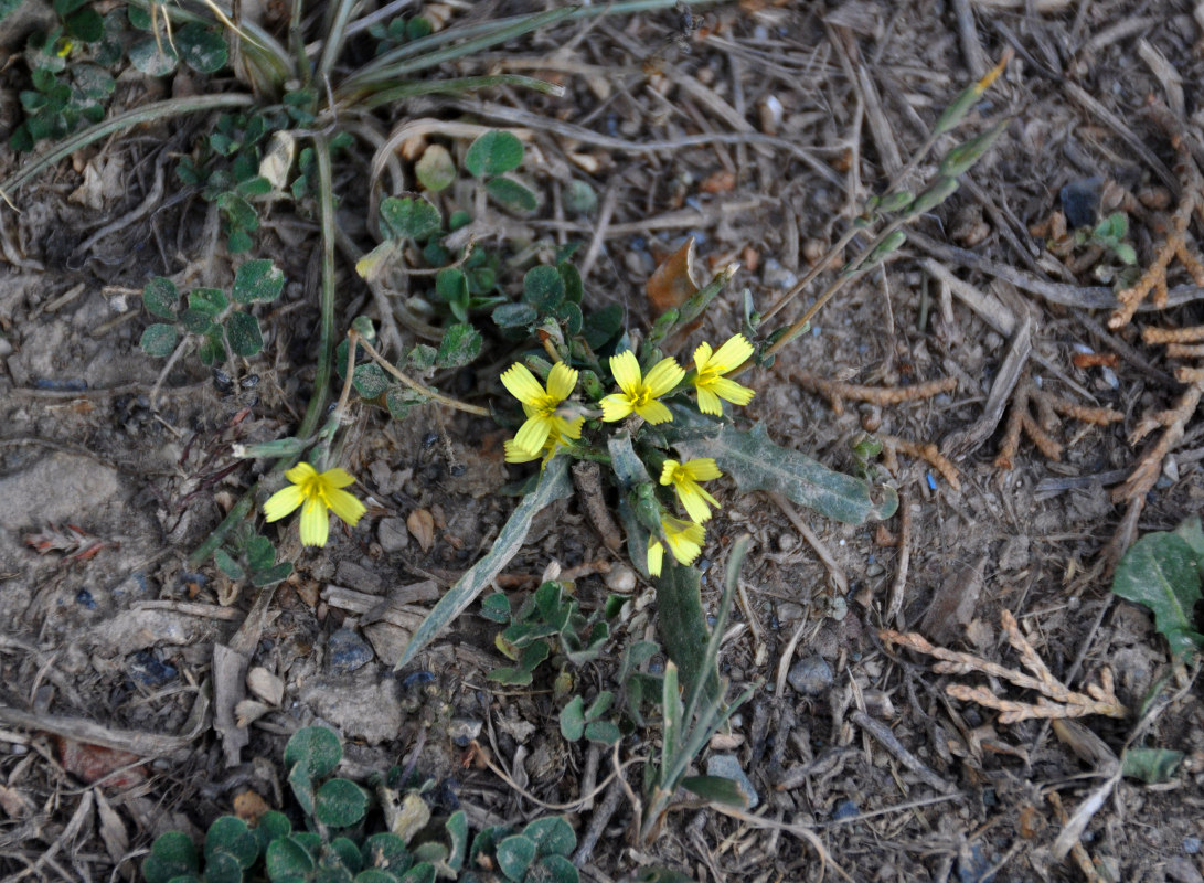 Изображение особи семейство Asteraceae.