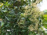 Syzygium hemilamprum. Соцветия и листья. Австралия, г. Брисбен, ботанический сад. 03.12.2017.